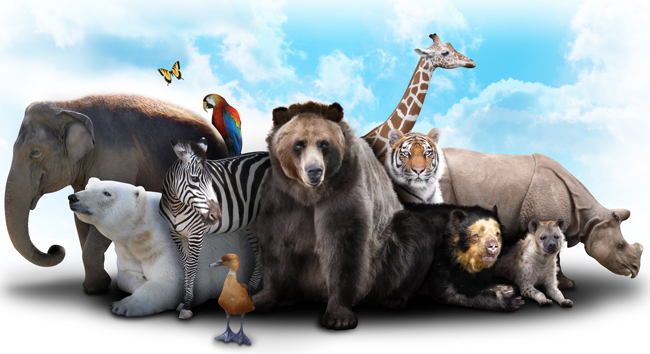 Do Animals Display Morality