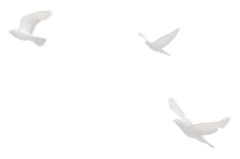 Image of birds flying.