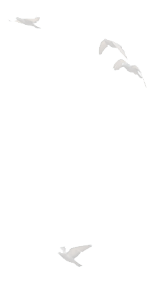 Image of birds flying.