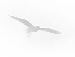 Image of birds flying.